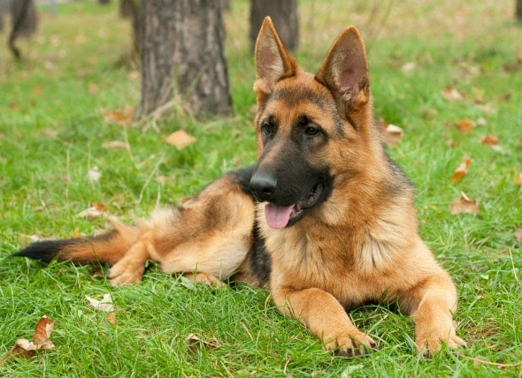 Image Result For German Shepherd Jowls