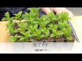 [最も好ましい] ミント 摘心 142469-ミント 摘心