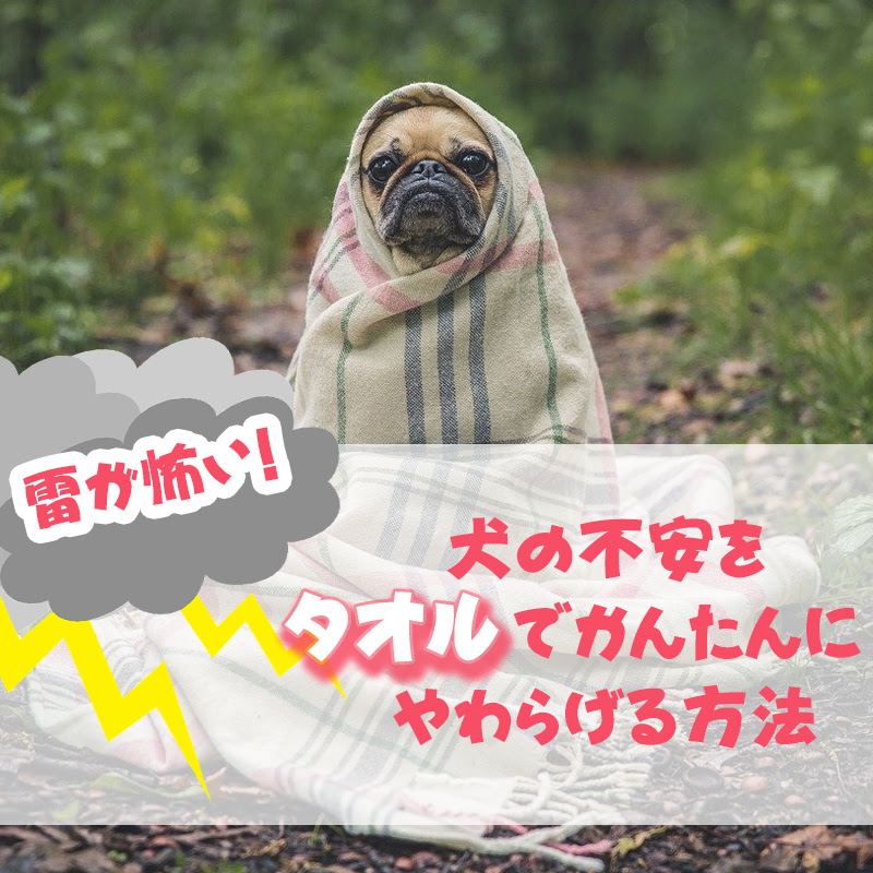 雷が怖い 犬の不安をタオルでかんたんにやわらげる方法