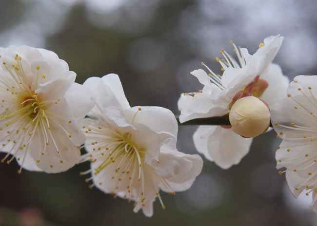 代々木公園は梅と河津桜が満開 よよぎニュース