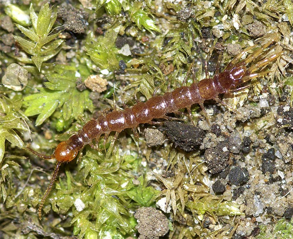 イシムカデ科ヒトフシムカデ属の１種 我が家の庭の生き物たち 都内の小さな庭で 楽天ブログ