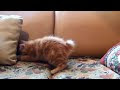 What do these cats do ماذا تفعل هذه القطط؟؟