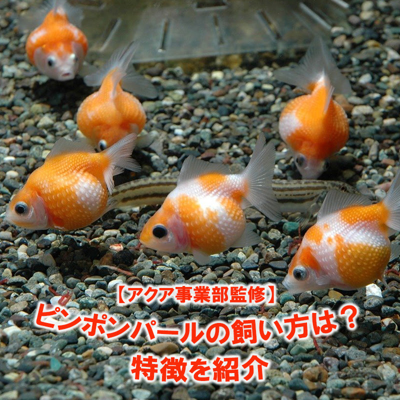 アクア事業部監修 ピンポンパールの飼い方は 特徴を紹介