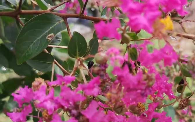 紫薇花是什么植物 蜜源植物 酷蜜蜂
