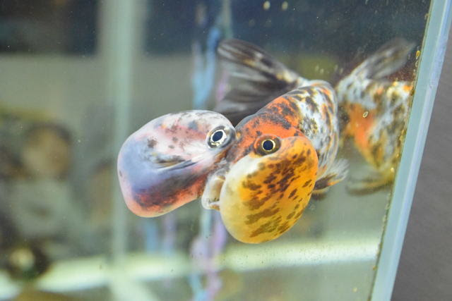 金魚 水泡眼 の魅力と注意点ほっぺの袋が変なヤツ 適当金魚