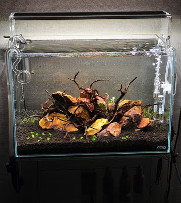 45cm Adaスタートセット １ Natureaquarium Life