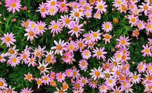 喜欢观花 就养木春菊 花开爆盆 只见花不见叶