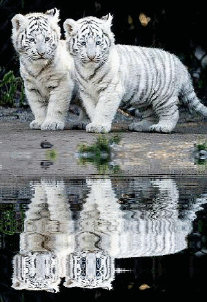 Tigres