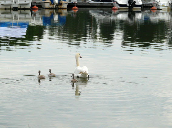 cygnes