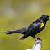 Yellow White Black Bird : Forages in low vegetation and on the ground.