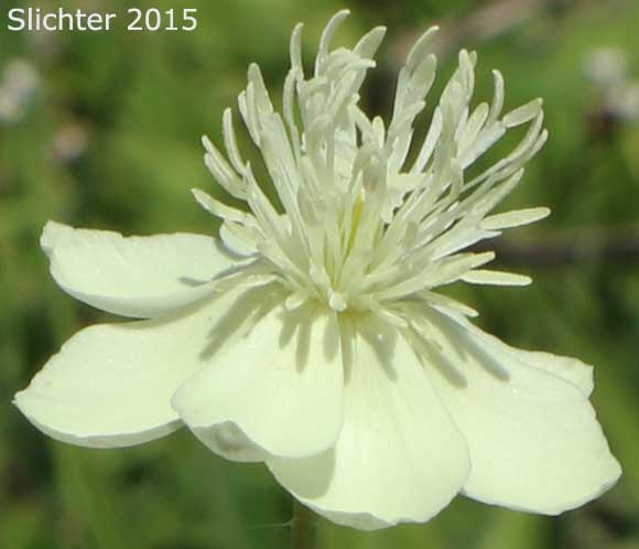 Download Creamcups, Cream Cups: Platystemon californicus (Synonyms ...