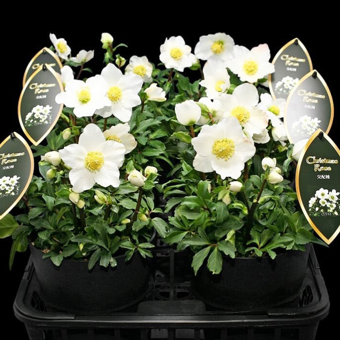 オトナ色のクリスマスローズ パウロ 蕾付きから開花株 5寸 鉢植え 苗 ブランド品種が目白押し クリスマスローズ ニゲル アンティークカラー ラッピング メッセージカード不可