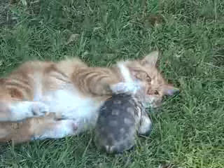 Tortue Vs Chat