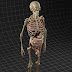 Male Internal Organs : 3d Rendered Medically Accurate Illustration Of Male ... : They are formed in the fetal abdomen at the lumber region just below the kidneys at about 28th week of gestation.