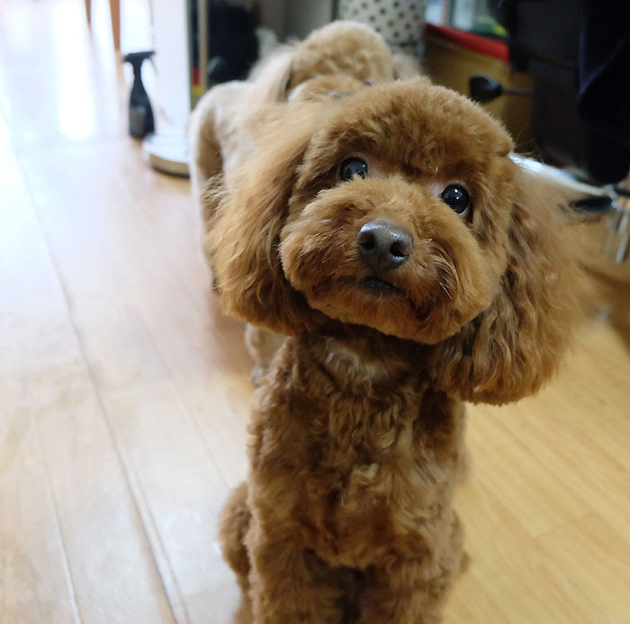 犬用アクセサリー 作り方 ペット用アクセサリー リボンチョーカー風ネックレス 天然石 マクラメ編みアクセサリー Azustone