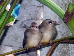 bulbul fledglings