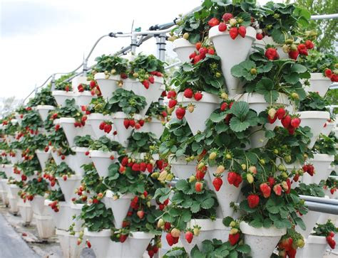 Read full profile having plants inside your house can not only improve the look and aesthe. Hydroponics - Blessington Farms
