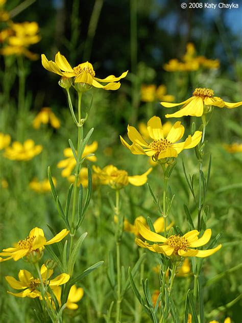 Ironically, browned leaf tips can happen with either underwatering, when the soil remains dry for too long, or overwatering, when a plant's roots never have a . Coreopsis palmata (Prairie Coreopsis): Minnesota Wildflowers
