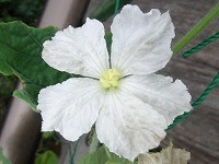 ９月３日の誕生花 ヒョウタン 瓢箪 の花言葉 夢 ユーモアあふれる形の実がもたらす 繁栄 弥生おばさんのガーデニングノート 花と緑の365日 楽天ブログ