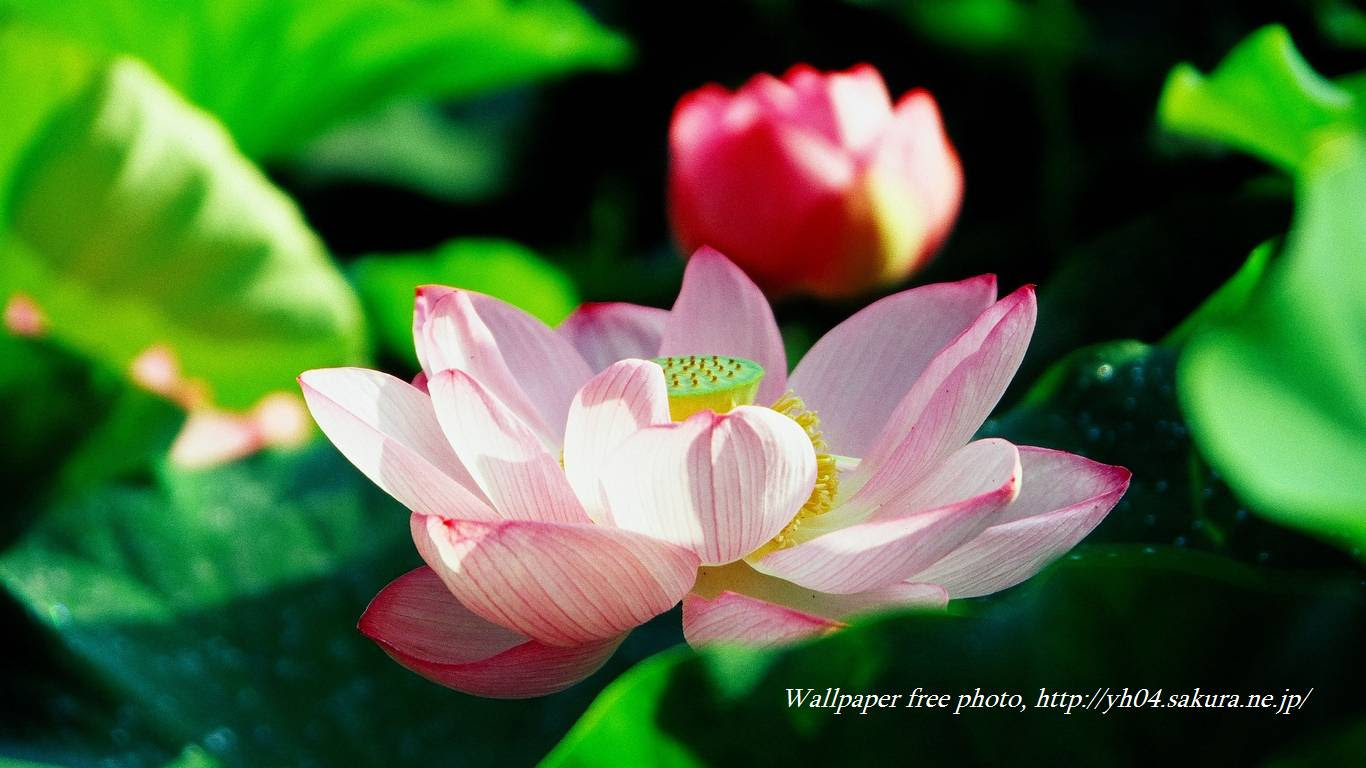 蓮の花 高画質 1366 768 デスクトップ無料壁紙
