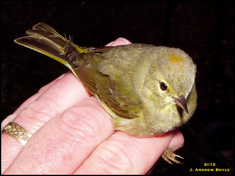 Orange-crowned Warbler