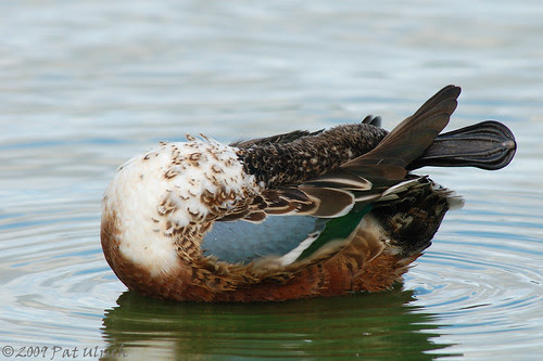 Shoveler yoga