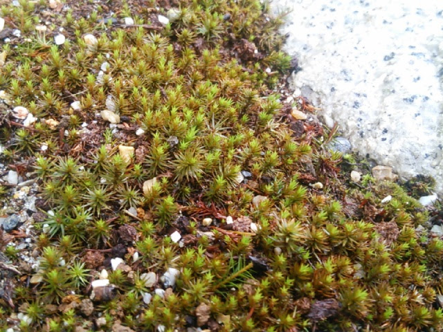 苔庭作り 初心者でも失敗しにくい苔の植え付け時期はいつ 苔園芸の情報サイト 苔日和 こけびより