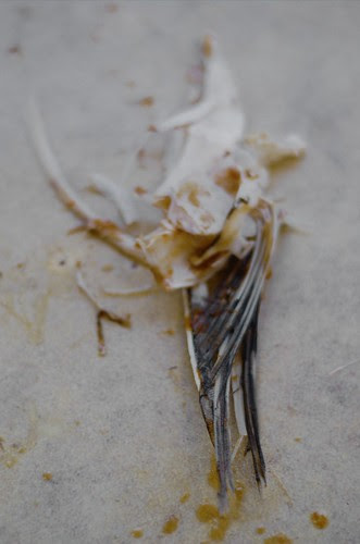 fish remains