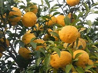 １２月２３日の誕生花 ユズ 柚子 の花言葉 恋のため息 白い小さな花が結ぶ鈴なりの黄色い実の 健康美 弥生おばさんのガーデニングノート 花と緑の365日 楽天ブログ