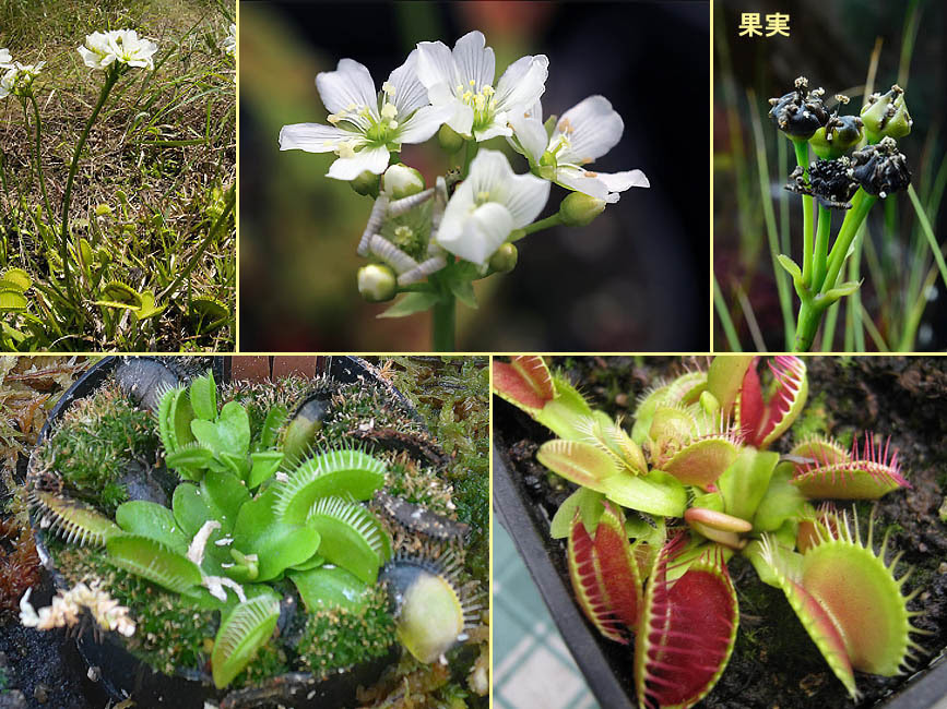 野山の草花 木々の花 植物検索図鑑 ハエトリソウ