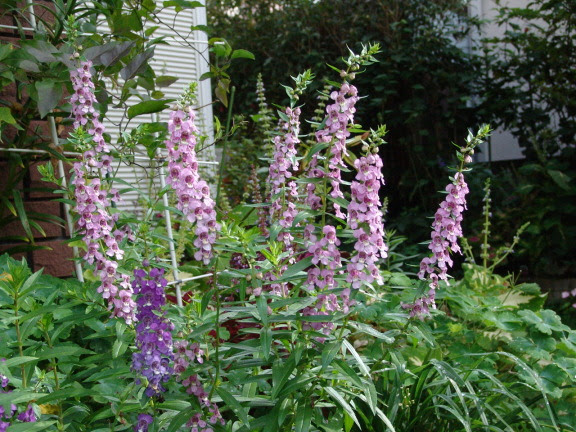 夏から秋に咲く花
