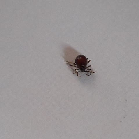 Petit insecte non volant, non identifié