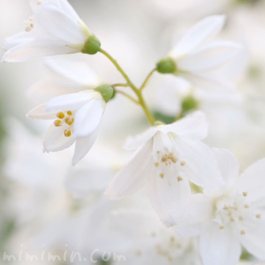 ヒメウツギの花の写真 花言葉 みみみんブログ