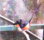 Indukan murai batu
