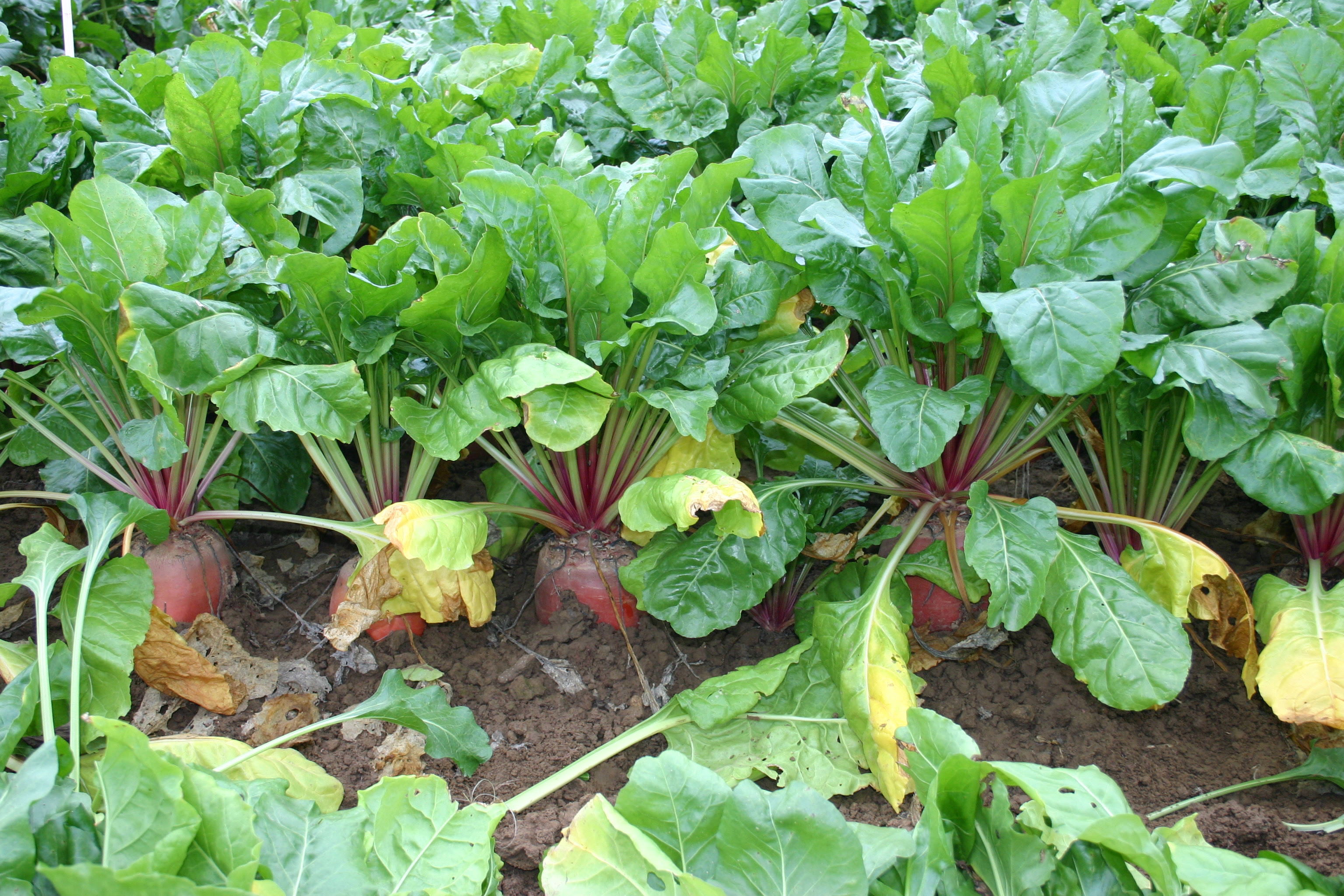 Betterave sucri re p dia