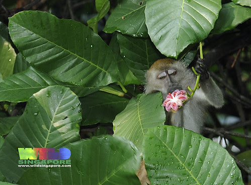 Long-tail macaques (Macaca fascicularis)