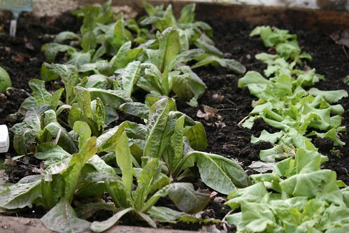 cold greens 006