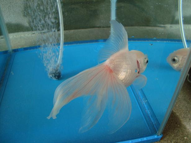 金魚飼育の真髄 金魚飼育完全マニュアル 金魚 伝心伝承 鰓病 エラ病 赤斑病 充血 鬱血 血走り 原因 症状 治療方法 注意点
