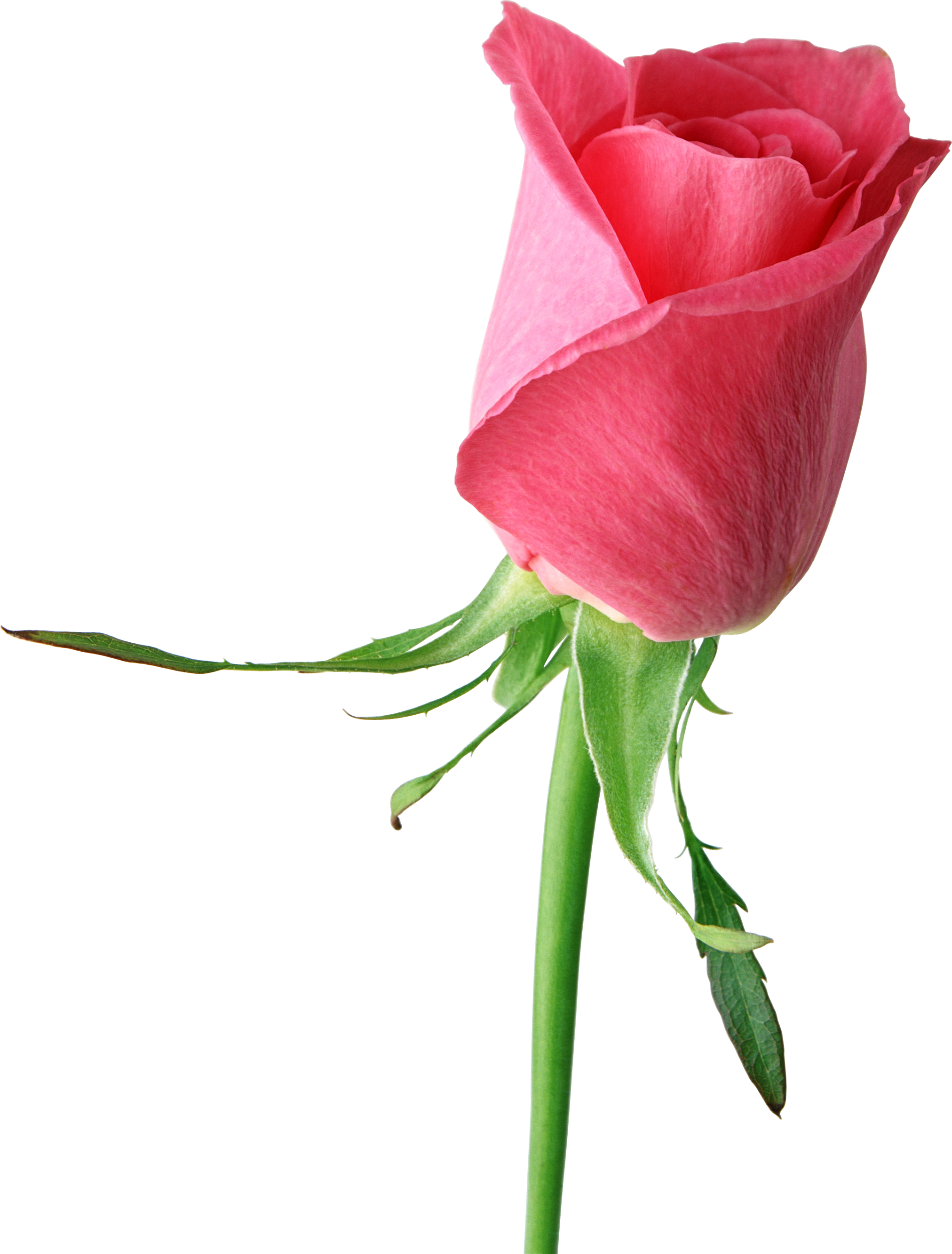 free rose png download free clip art free clip art on clipart library clipart library