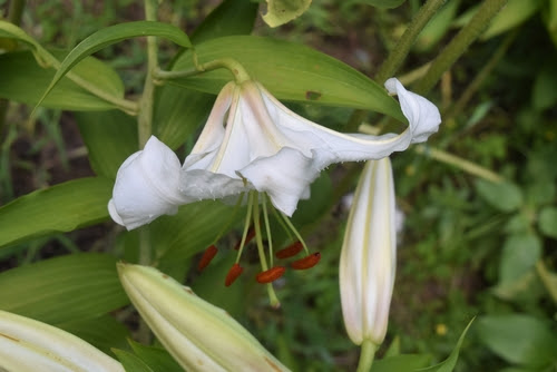 カサブランカの色別の花言葉や英語 怖い意味って 植物navi