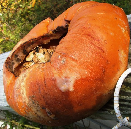 Rotten Pumpkins 2