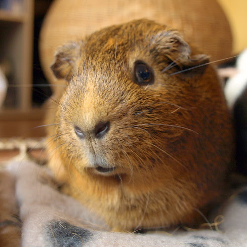 Arthur, 19 Jun 11 by Castaway in Scotland
