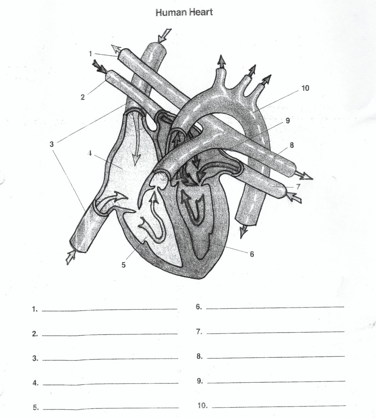 Free Unlabeled Heart Diagram, Download Free Clip Art, Free ...
