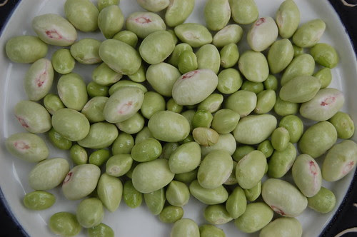 Major Cook's bean