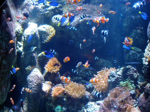 Nemos