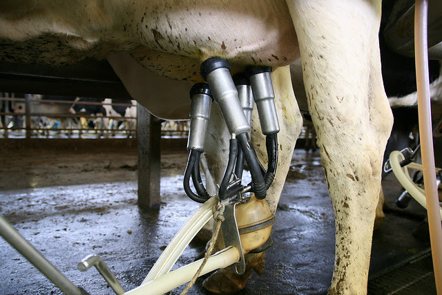 Milking in progress