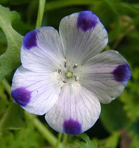 750 FIVE SPOT Nemophila Maculata Flower Seeds On Sale