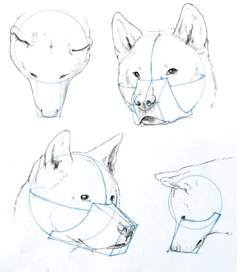 Dog Skull Head Types Unraveling The Mysteries Structure Types Shapes Injuries Deseases Dog Head Shaking Tilt Reasons Dogica