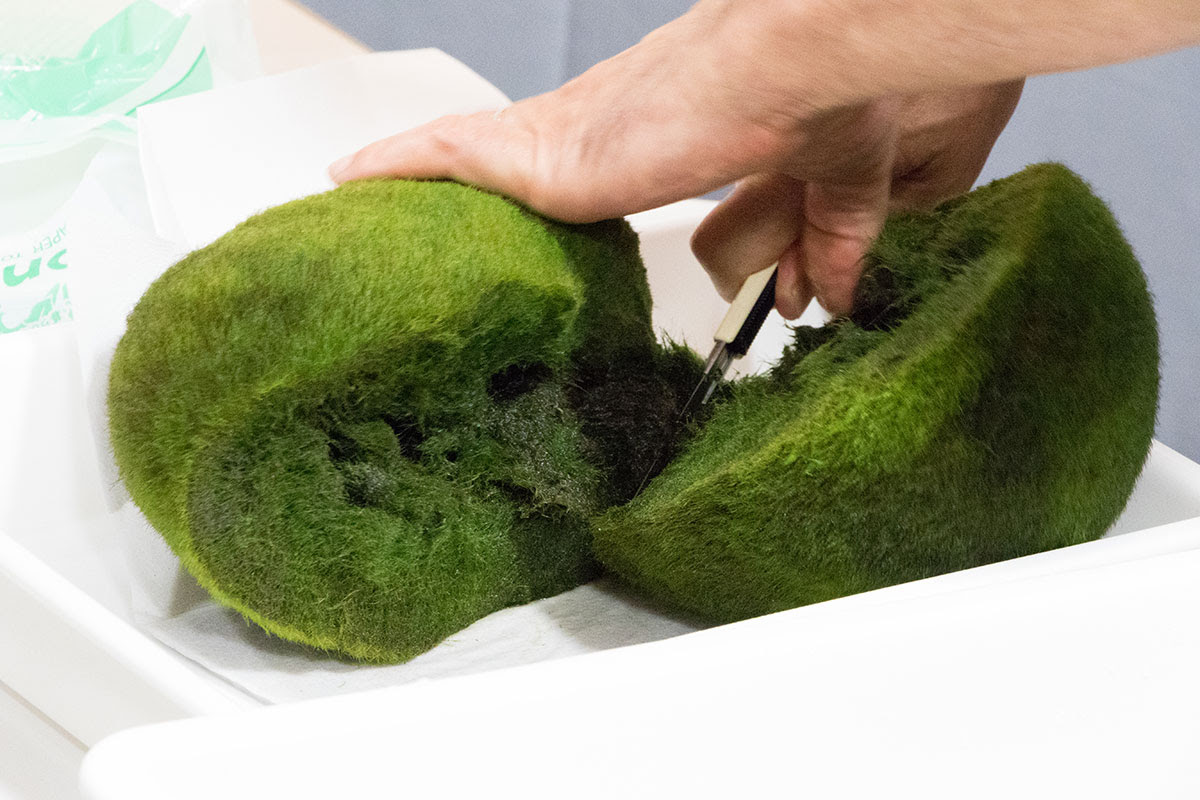 まりも展示観察センター 北海道の観光情報ならuu Spot