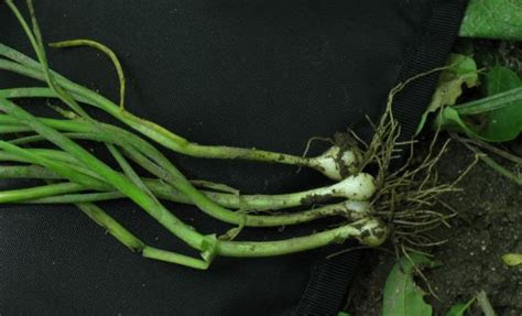 Of course there is the smell . Wild Edible Plants - Wild Garlic